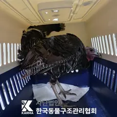 종로구 기타(검/흰/빨) 기타축종 성별 미상