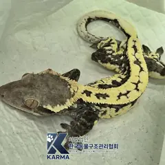 종로구 기타(갈/노) 기타축종 성별 미상