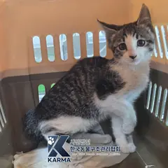 종로구 기타(갈/검/흰) 한국 고양이 암컷