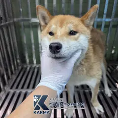 종로구 기타(갈/흰) 시바 암컷