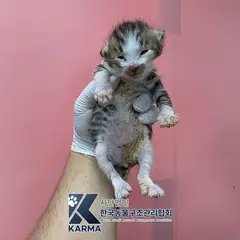 종로구 기타(갈/검/흰) 한국 고양이 수컷