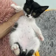 중구 흰색/검은색 얼룩무늬 한국 고양이 수컷