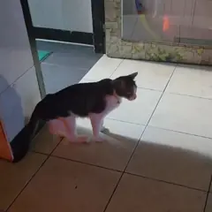 중구 흰색/검은색 얼룩무늬 한국 고양이 수컷