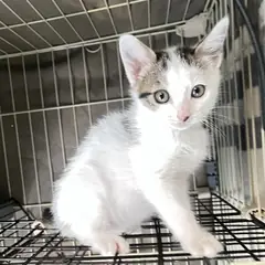 중구 검은색흰색황토색조합 한국 고양이 수컷