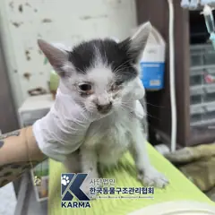 중구 기타(검/흰) 한국 고양이 암컷
