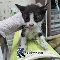 중구 기타(검/흰) 한국 고양이 암컷