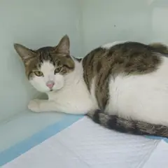 용산구 기타(고등어무늬) 한국 고양이 암컷