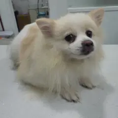 용산구 크림색 스피츠 암컷