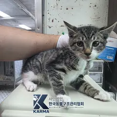 성동구 평행·전체·부분줄무늬 한국 고양이 수컷