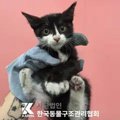광진구 흰색/검은색 얼룩무늬 한국 고양이 암컷
