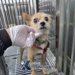 동대문구 갈색 믹스견 수컷
