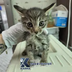 동대문구 기타(검줄/갈/흰) 한국 고양이 암컷