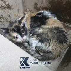 동대문구 기타(갈/검/흰) 한국 고양이 암컷