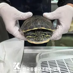 중랑구 기타(갈/노) 기타축종 성별 미상