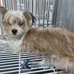 중랑구 갈색&검정&흰색 믹스견 암컷