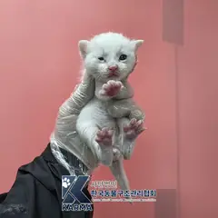 중랑구 흰색 한국 고양이 수컷