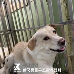 성북구 흰색&황갈색 믹스견 수컷