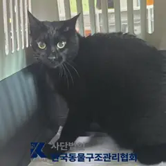 성북구 검정색 한국 고양이 수컷