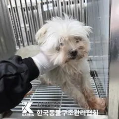 성북구 흰색 말티즈 암컷