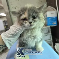 성북구 기타(갈/회/흰) 믹스묘 암컷