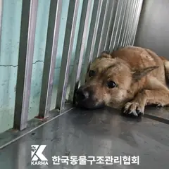 강북구 갈색&검정 믹스견 암컷