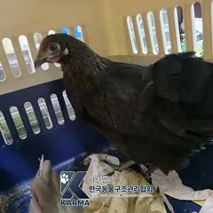 강북구 기타(검/빨) 기타축종 성별 미상