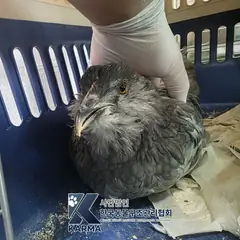 강북구 기타(회/흰) 기타축종 성별 미상