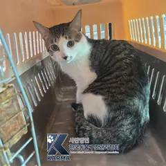 도봉구 기타(검/흰) 한국 고양이 수컷