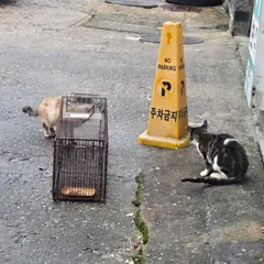 노원구 기타(치즈) 한국 고양이 암컷