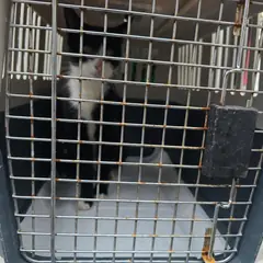 노원구 흰색/검은색 얼룩무늬 한국 고양이 성별 미상