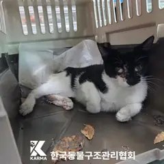 노원구 흰색/검은색 얼룩무늬 한국 고양이 암컷