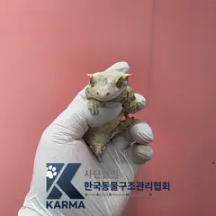 노원구 기타(노/검) 기타축종 성별 미상