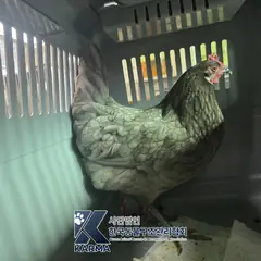 노원구 기타(회/검) 기타축종 성별 미상
