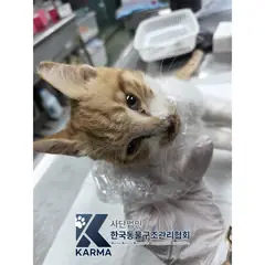 노원구 기타(갈/흰) 한국 고양이 수컷