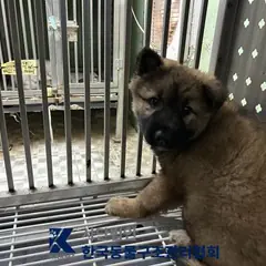 은평구 갈색&검정 믹스견 수컷