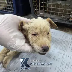 은평구 흰색 믹스견 수컷