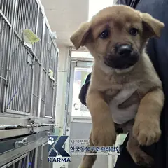 은평구 갈색 믹스견 암컷