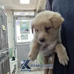 은평구 흰색 믹스견 수컷