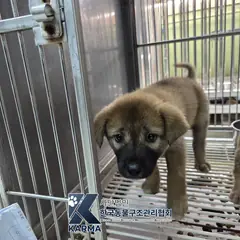 은평구 갈색 믹스견 암컷