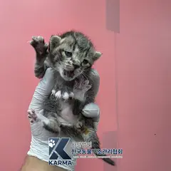 은평구 기타(회/검) 한국 고양이 암컷