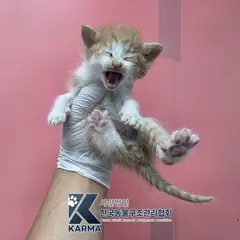 은평구 기타(갈/흰) 한국 고양이 수컷