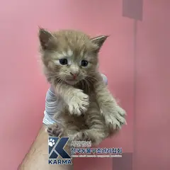 은평구 기타(갈/흰) 한국 고양이 수컷