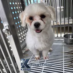 은평구 흰색 말티즈 수컷