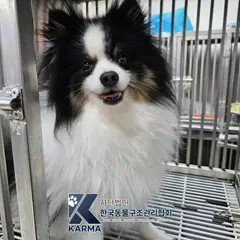 은평구 기타(갈/검/흰) 포메라니안 수컷