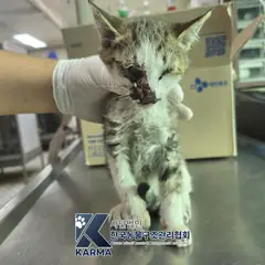 서대문구 기타(검/갈/흰) 한국 고양이 암컷