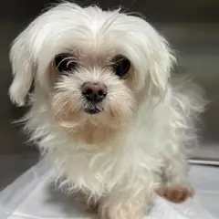 마포구 흰색 말티즈 수컷