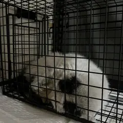 마포구 기타(젖소) 한국 고양이 수컷