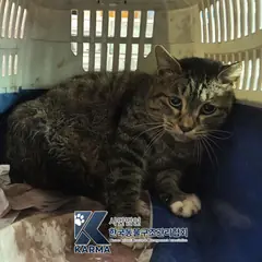 양천구 평행·전체·부분줄무늬 한국 고양이 수컷