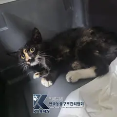 양천구 기타(검/흰) 한국 고양이 수컷