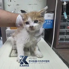 양천구 기타(갈/흰) 한국 고양이 수컷